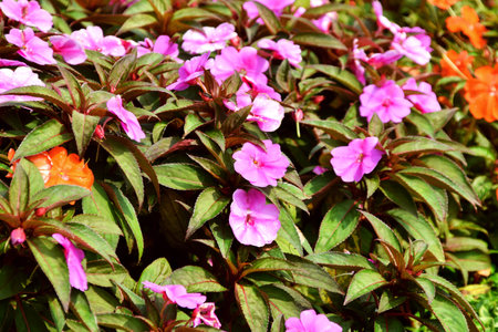 Purple New Guinea Impatiens plants grow thickly in a gardenの写真素材