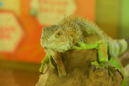 A green iguana is sitting relaxed.