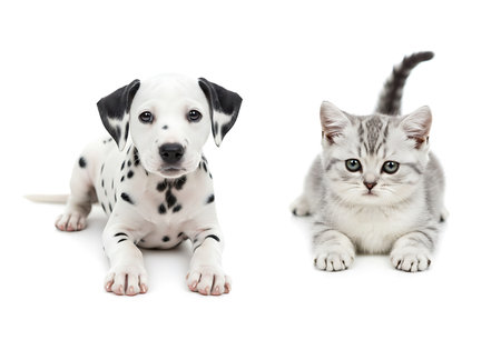 A studio shot features a Dalmatian puppy and a gray kitten, both lying down and looking directly at the camera. Generative Aiの素材
