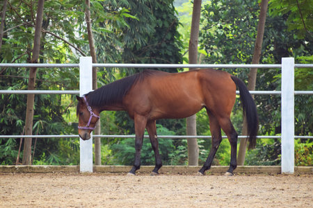 Horses with a brownish color stand around the horse stableの写真素材