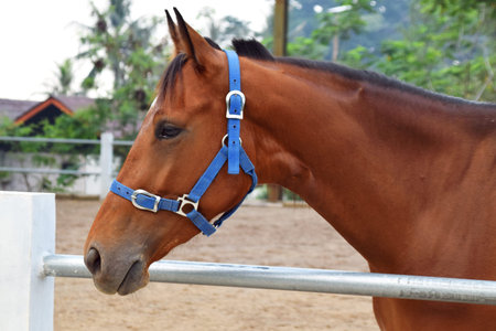 The head of a horse with a brownish color is standing around the horse stableの写真素材
