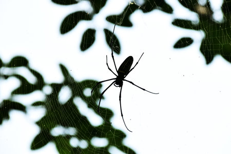 A spider is in a spider's web made on a green tree in a garden