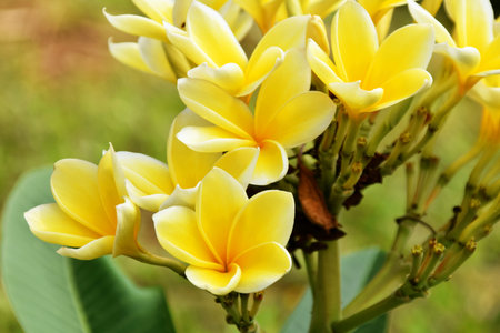 Closeup photo of yellow frangipani flowers growing beautiful and fresh in the garden of a resortの写真素材