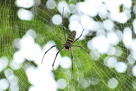 A spider is in a spider's web made on a green tree in a garden