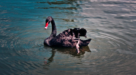 black swan 