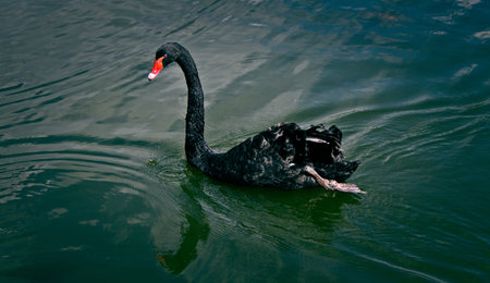 enjoy swanの写真素材