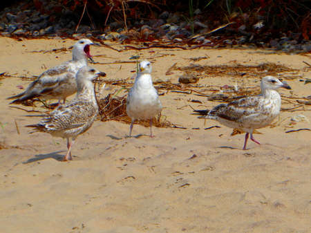 Four sea gull at sand beach in Polandの写真素材
