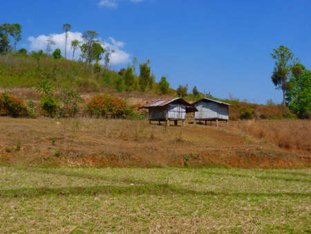 asian rice fields and farmer hut in dry season, cultivation in the Thailand country farm landの写真素材
