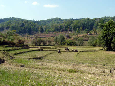 Thailand cows and ox gray color on the field eating grass in the outdoor.の写真素材