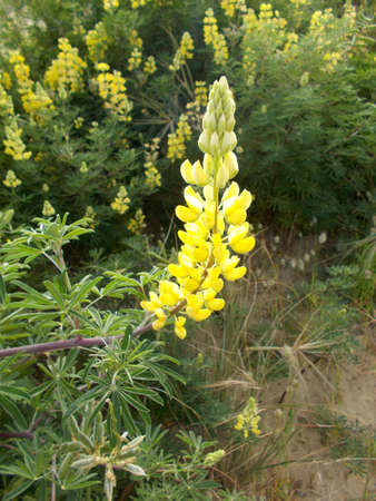 Dune landscape with bright sunlight that shines through the clouds on the vegetated surface of the dunes creating a night sceneの写真素材
