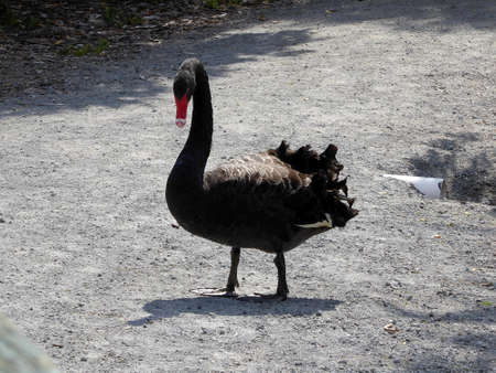 black swan close up standing at shore at lake in Roturua, New Zealandの写真素材
