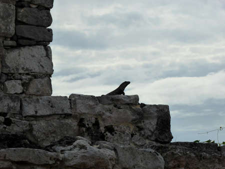 Maya pyramid temple ruins Tulum in Yucatan in Mexicoの写真素材