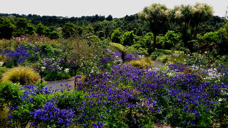 Colorful Flowerbed in spring season at botanic garden Auckland with many flowersの写真素材