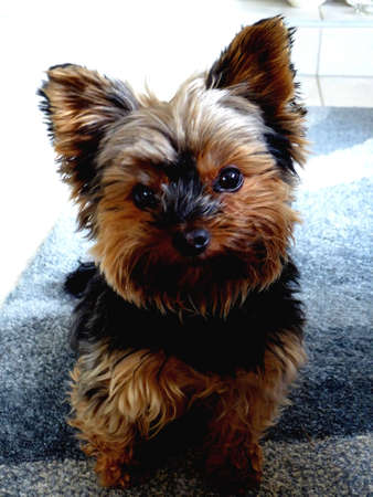 Happy dog Yorkshire terrier close up cute and little sitting and looking in camara in Germanyの写真素材