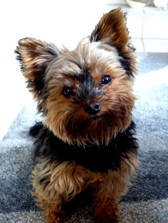 Happy dog Yorkshire terrier close up cute and little sitting and looking in camara in Germanyの写真素材