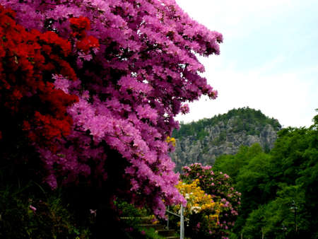 Path between beautiful azalea flowers bushes in nature park in rathen germanyの写真素材