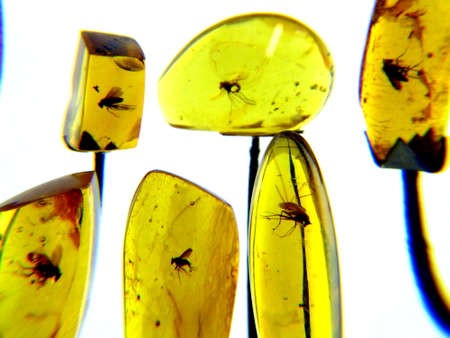 Baltic Amber with insects on whiteの写真素材
