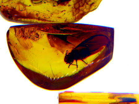 Baltic Amber with insects on whiteの写真素材