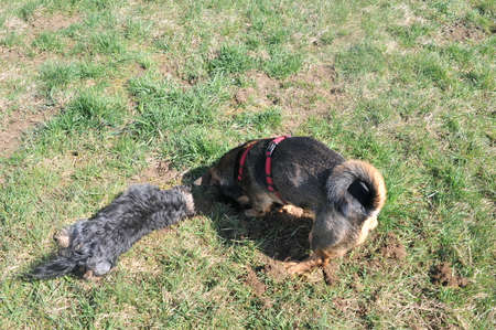 Two dogs digging in the grassの写真素材