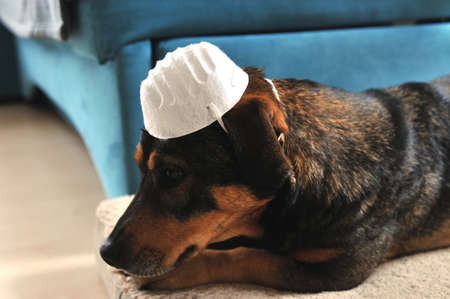 Dog with face mask for protection against virusの写真素材