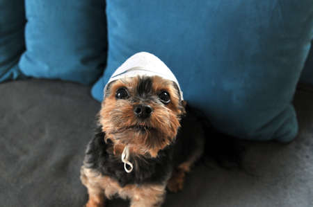 Yorkshire Terrier wih protective face maskの写真素材