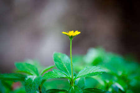 Single of small yellow flowerの写真素材