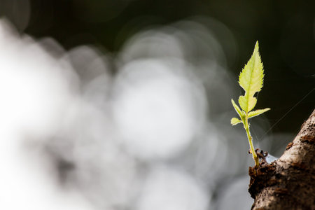 new green leaf and blur circle bokeh background
