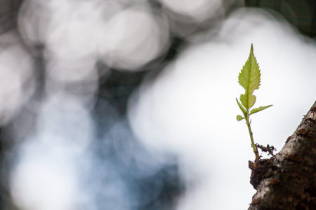 new green leaf and blur circle bokeh background