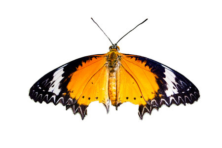 Close up of the colorful butterfly (Leopard Lacewing butterfly) with open wings in a top view. Isolated on whiteの写真素材