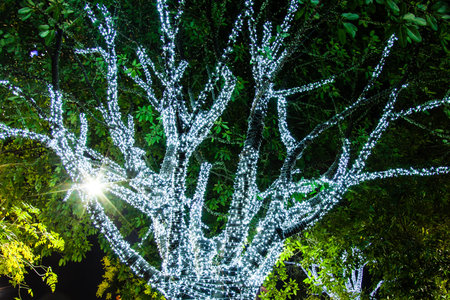 A tree decorated with white small lights
