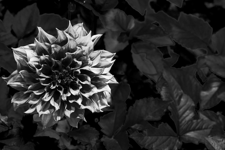 Close-up beautiful Dahlia rosea flower in night garden, in black and white colorの写真素材