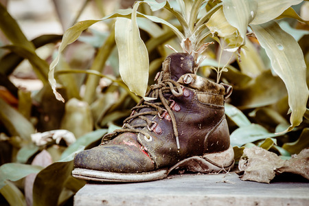 ornamental plants on old shoes, image of vintage styleの写真素材