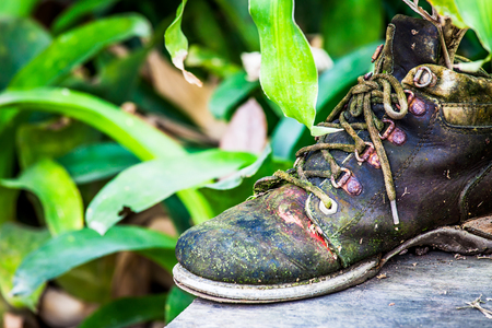 ornamental plants on old shoesの写真素材