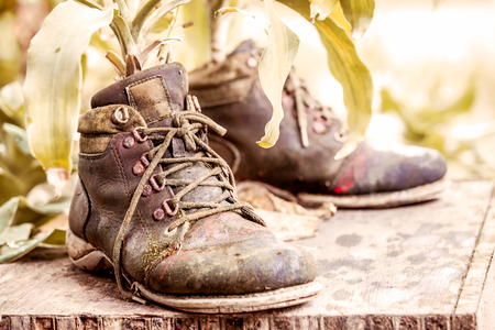 ornamental plants on old shoes, image of vintage styleの写真素材