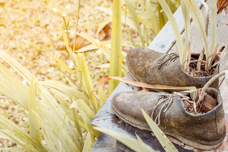 ornamental plants on old shoes, image of vintage styleの写真素材