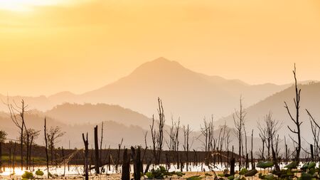 Landscape of dry tree with lake and mountain in sunsetの写真素材