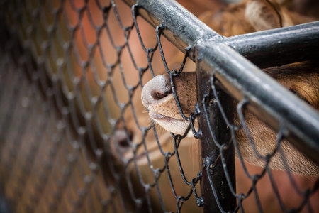 Close up of deer nose in a cage waiting for food