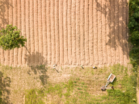 Aerial view above agriculture farmland while farmers working together diligently. - Imageの写真素材