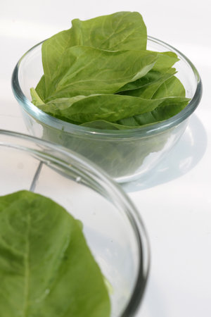 Fresh spinach leaves leaves in a glass bowl on a white background.の写真素材
