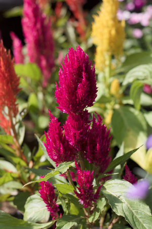 Celosia argentea or Wool Flower in the garden