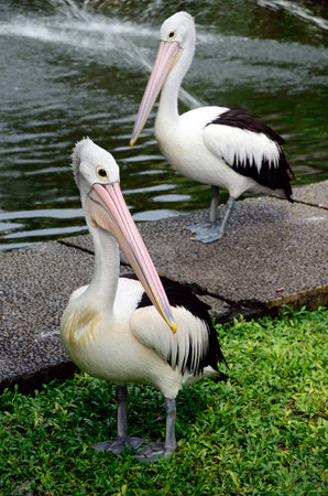 Pelican (Pelecanus onocrotalus),Ragunan Zoo, Jakarta, Indonesiaの写真素材