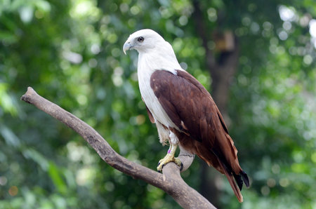 Brahminy kite (Haliastur indus) know as red-backed sea-eagle in a bird park