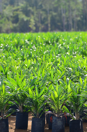 corn seedlings in the field, close up of corn seedlingsの写真素材
