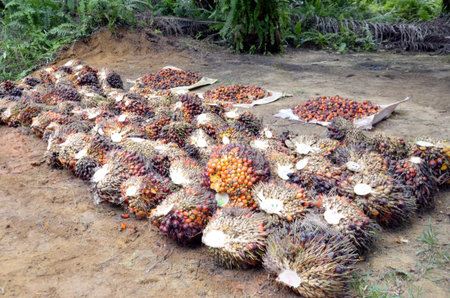 Betel palm fruit drying in the sun on a plantation in West kalimantan, Indonesia.
palm fruit is palm...