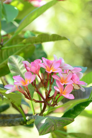 Pink frangipani flowers on tree in the garden, Thailand.の写真素材