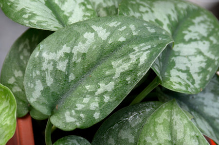 leaves in a pot, Scindapsus Pictus Exoticaの写真素材