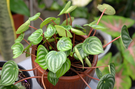 plant Peperomia Watermelon, beauty leaf in terracotta potの写真素材