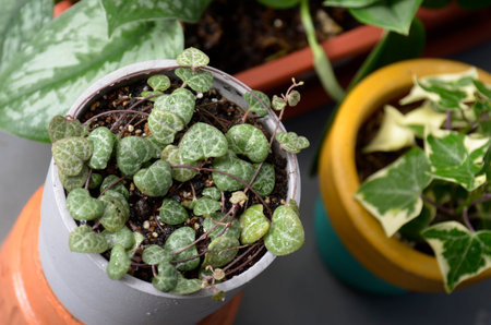 Ivy plant in a pot on a wooden table, stock photo.the beauty leaf, Ceropegia woodii string of heart plantの写真素材