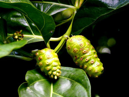 Noni fruit ( Morinda citrifolia) with natural background blur. Noni is a medicinal plant. Fruits and leaves have antibacterial activity.の写真素材