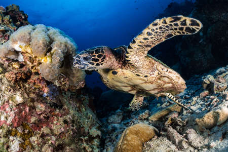 Hawksbill turtle underwater swimming on coral reef scuba divingの写真素材